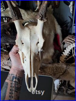 Crâne de cerf sika tête bizarde Cervus nippon