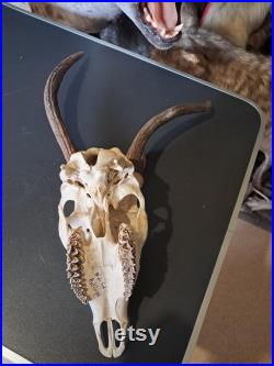 Crâne de cerf sika tête bizarde Cervus nippon