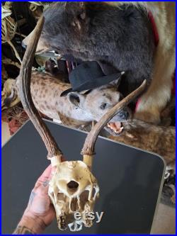 Crâne de cerf sika tête bizarde Cervus nippon
