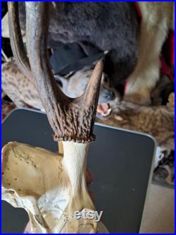 Crâne de cerf sika tête bizarde Cervus nippon