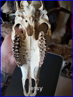 Crâne de cerf sika tête bizarde Cervus nippon