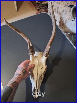 Crâne de cerf sika tête bizarde Cervus nippon