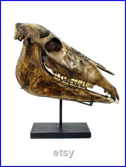 Crâne de cheval Dayak ciselé sur socle métallique noir- Indonésie Curiosité ethnique