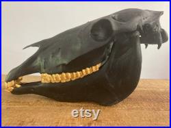 Crâne de cheval restauré