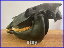 Crâne de cheval restauré