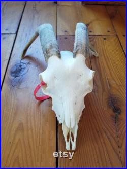 Crâne de chèvre 276