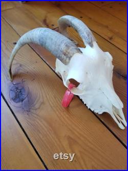 Crâne de chèvre 276