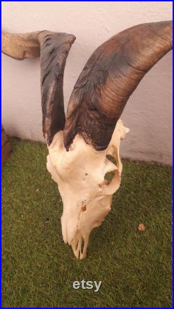 Crâne de chèvre Capra aegagrus hircus