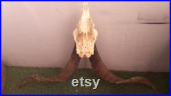 Crâne de chèvre Capra aegagrus hircus