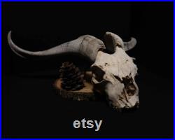 Crâne de chèvre longhorn