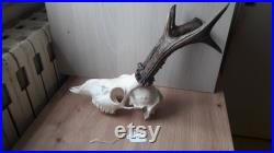 Crâne de chevreuil 356gr 627