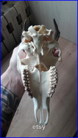 Crâne de chevreuil 356gr 627