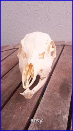 Crâne de chevreuil avec mâchoire