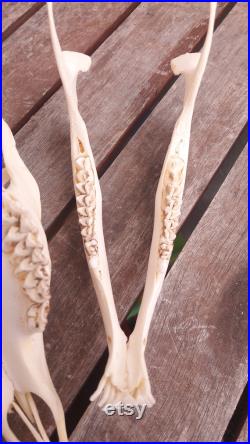 Crâne de chevreuil avec mâchoire