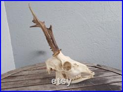 Crâne de chevreuil complet avec mâchoire