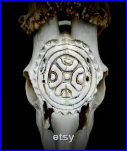 Crâne de chevreuil sculpté Estella Cantabria