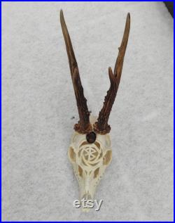 Crâne de chevreuil sculpté véritable crâne de chevreuil européen avec rune sculptée et quartz naturel fumé fait sur commande cadeau parfait pour elle lui