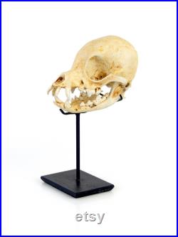 Crâne de chihuahua naturalisé complet sur socle Taxidermie Cabinet de curiosité