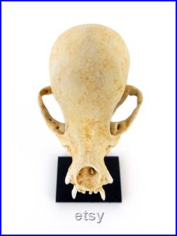 Crâne de chihuahua naturalisé complet sur socle Taxidermie Cabinet de curiosité