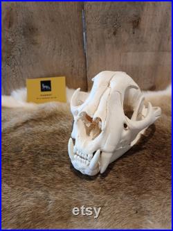 Crâne de cougar