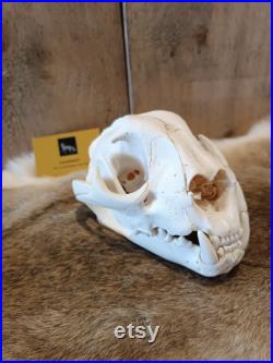 Crâne de cougar