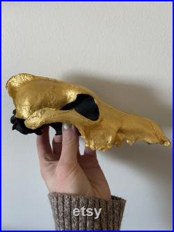 Crâne de coyote peint à la main