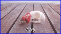 Crâne de faisan avec lunette anti-cannibalisme Crâne de faisan avec lunette anti-cannibalisme