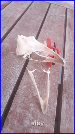 Crâne de faisan avec lunette anti-cannibalisme Crâne de faisan avec lunette anti-cannibalisme