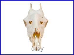 Crâne de girafe femelle authentique (15-252-G4744) 9UK1