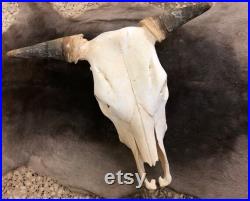 Crâne de grosse vache crânes naturels vrai crâne de taureau avec cornes