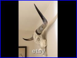 Crâne de long corne, crâne de taureau sculpté, crâne de buffle d eau avec cornes de poumon polies, crâne de buffle d eau coupé, décoration occidentale