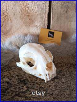 Crâne de lynx