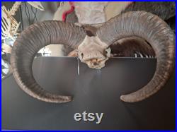 Crâne de mouflon M10