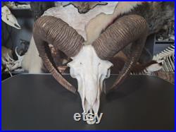 Crâne de mouflon M5