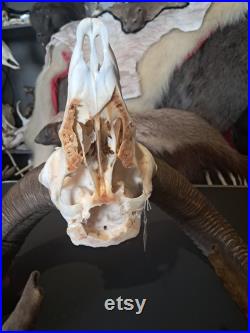 Crâne de mouflon M5