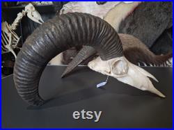Crâne de mouflon M6