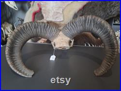 Crâne de mouflon M6