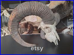 Crâne de mouflon M7