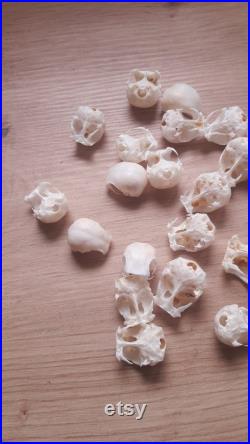 Crâne de perruche (boîte crânienne)(pour 5 unités)