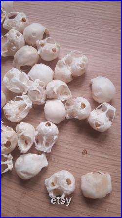 Crâne de perruche (boîte crânienne)(pour 5 unités)