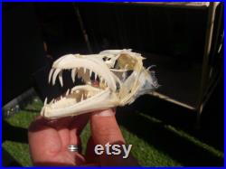 Crâne de poisson sabre Lepidopus caudatus