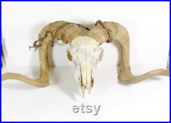 Crâne de ram réel avec fil barbelé et long curled Horns Crâne de mouton Ranch Western Cabin Decor Horns