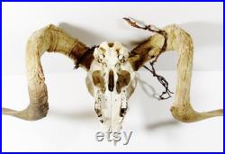 Crâne de ram réel avec fil barbelé et long curled Horns Crâne de mouton Ranch Western Cabin Decor Horns