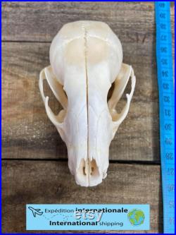 Crâne de raton laveur blanchi Bleached raccoon skull Crâne de raton laveur blanchi Bleached raccoon skull