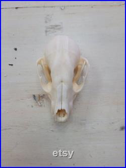 Crâne de raton laveur blanchi Bleached raccoon skull Crâne de raton laveur blanchi Bleached raccoon skull