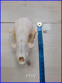 Crâne de raton laveur blanchi Bleached raccoon skull Crâne de raton laveur blanchi Bleached raccoon skull