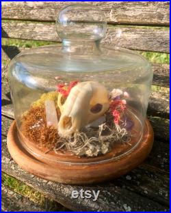 Crâne de renard, mousse, fleur et affichage de cristal