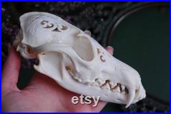 Crâne de renard roux sculpté à la main