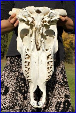 Crâne de vache naturel, crâne Animal réel, Decor païenne gothique, effrayant projets Macabre, fournitures de vaudou, de vache de Taxidermie, grand crâne Animal