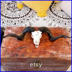 Crâne de vrai mouton avec taxidermie longhorns, art osseux du crâne d un vrai animal